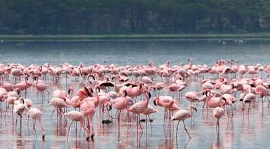 Kenia Esencial Kenia Esencial
