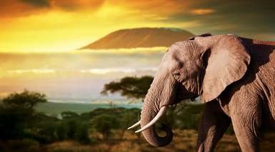 SAFARI SAFARI