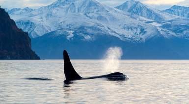 Nueva Zelanda con Excursiones + Glaciares + Safari Ballenas Nueva Zelanda con Excursiones + Glaciares + Safari Ballenas