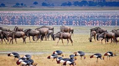 Aventura en Tanzania con 4 Safaris - Grandes Viajes Aventura en Tanzania con 4 Safaris - Grandes Viajes