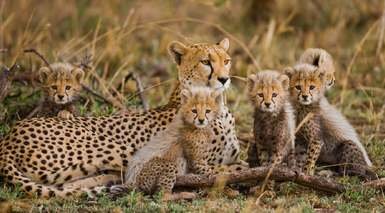 Kenia y Tanzania Kenia y Tanzania