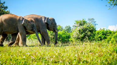 Parque Nacional de Chitwan