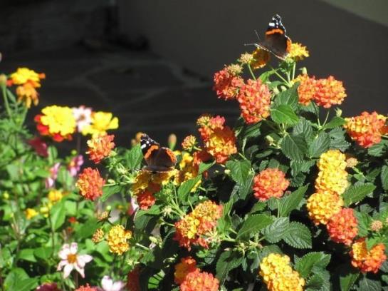 Bauernhof Oberniggler Hopfgarten in Defereggen