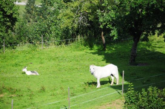 Bauernhof Vorderaltensberg Wildschönau